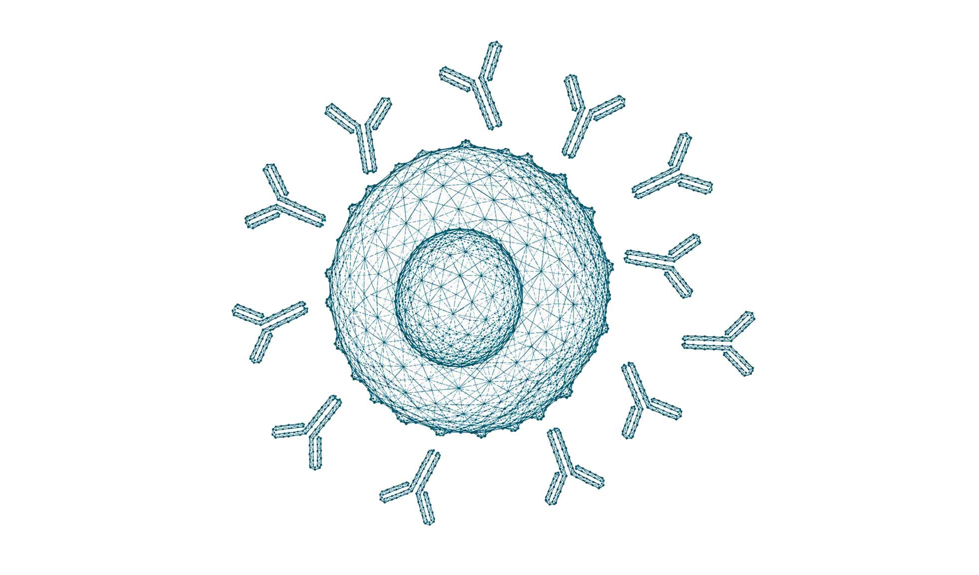 Immunzelle umgeben von Y-förmigen Antikörpern