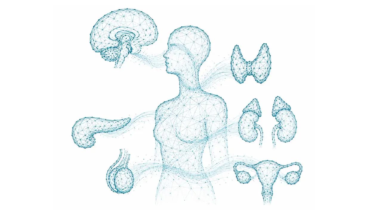 Körpersilhouette mit hormonproduzierenden Organen
