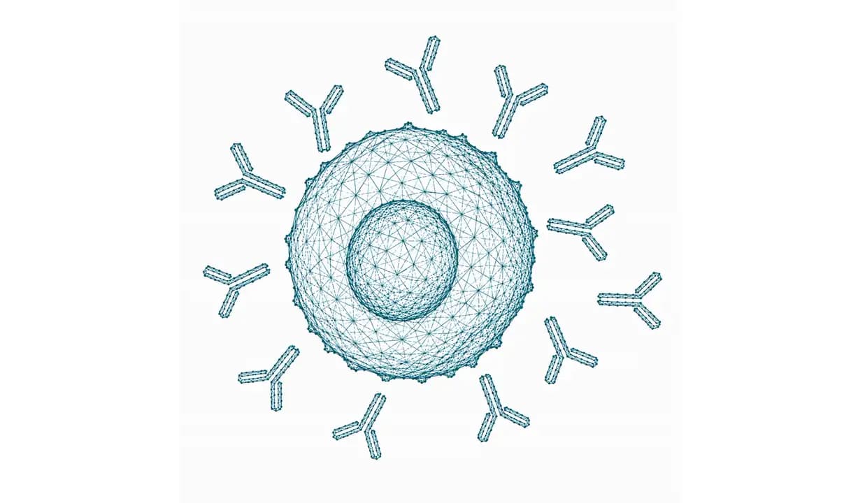 Immunzelle umgeben von Y-förmigen Antikörpern