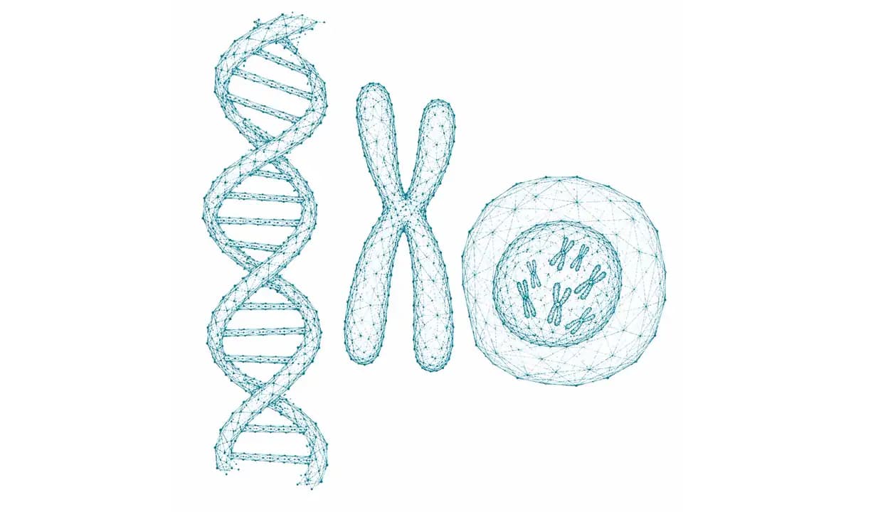 DNA-Doppelhelix