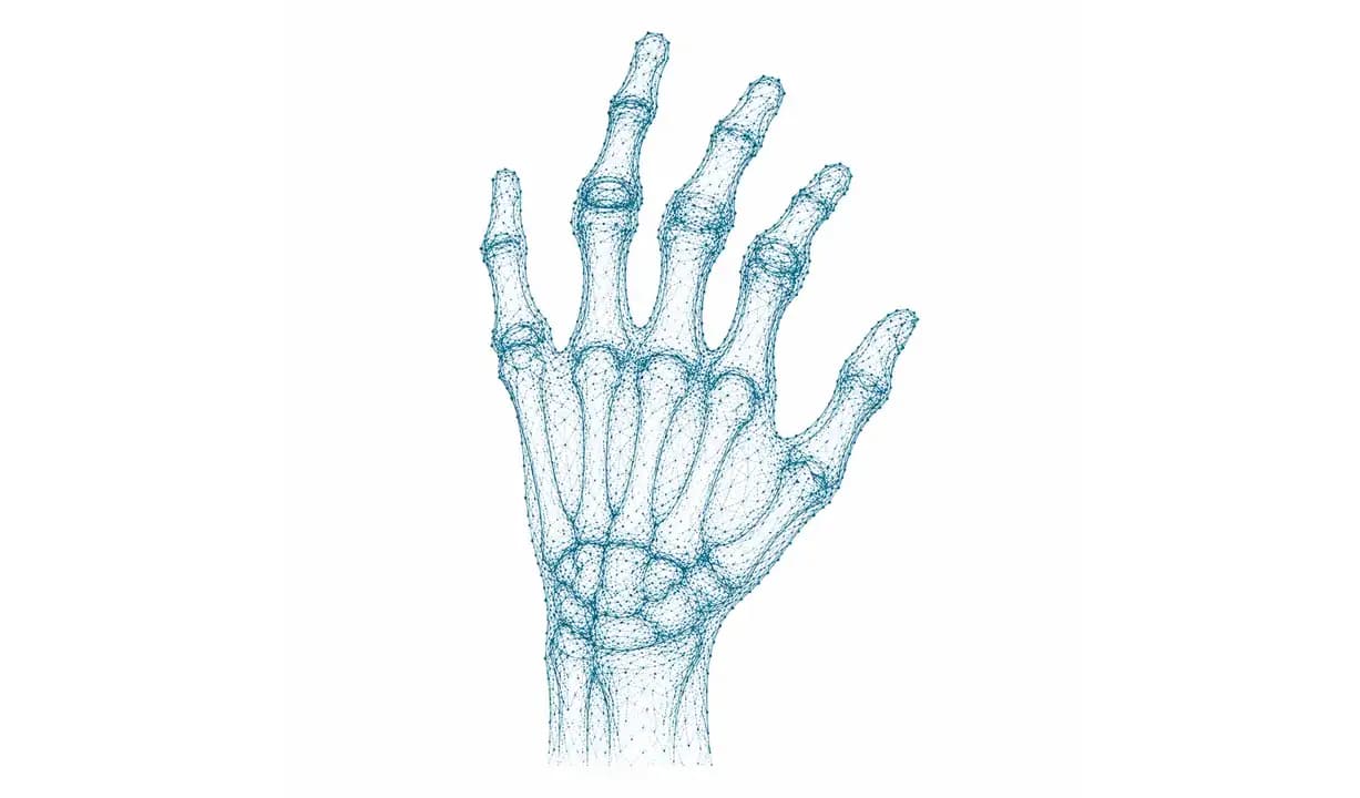 Handknochen und Gelenke