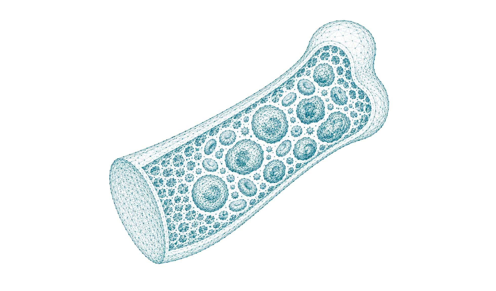 Stilisierte Darstellung des inneren Knochenaufbaus